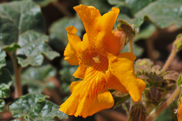 Proboscidea althaeifolia, Desert Unicorn-plant